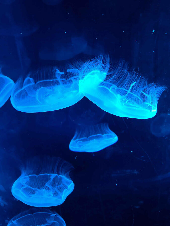 Jellyfish are beautiful floating creatures. They're like underwater birds.