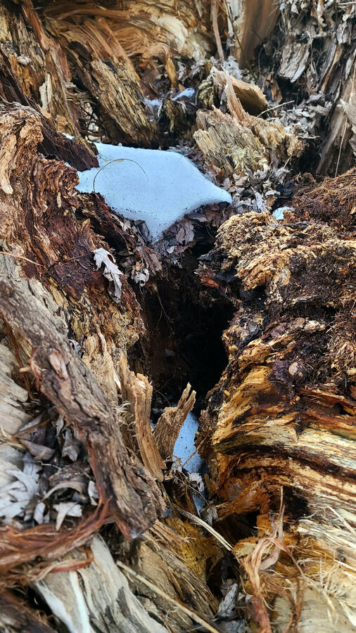 The split open carcass of a tree.