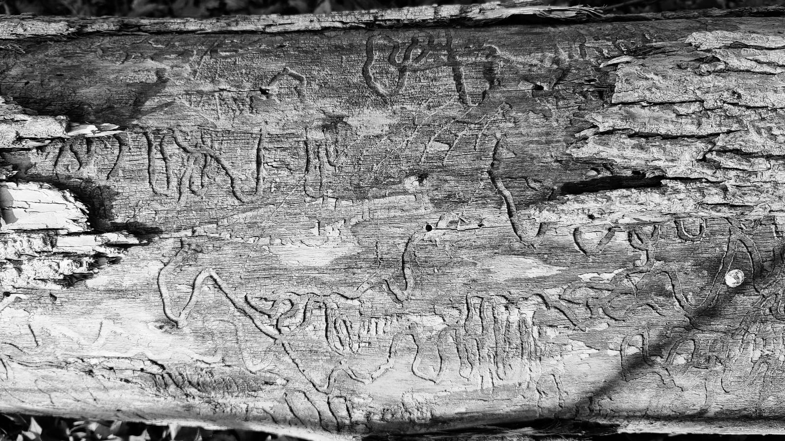 Language of nature left behind near a park walk.