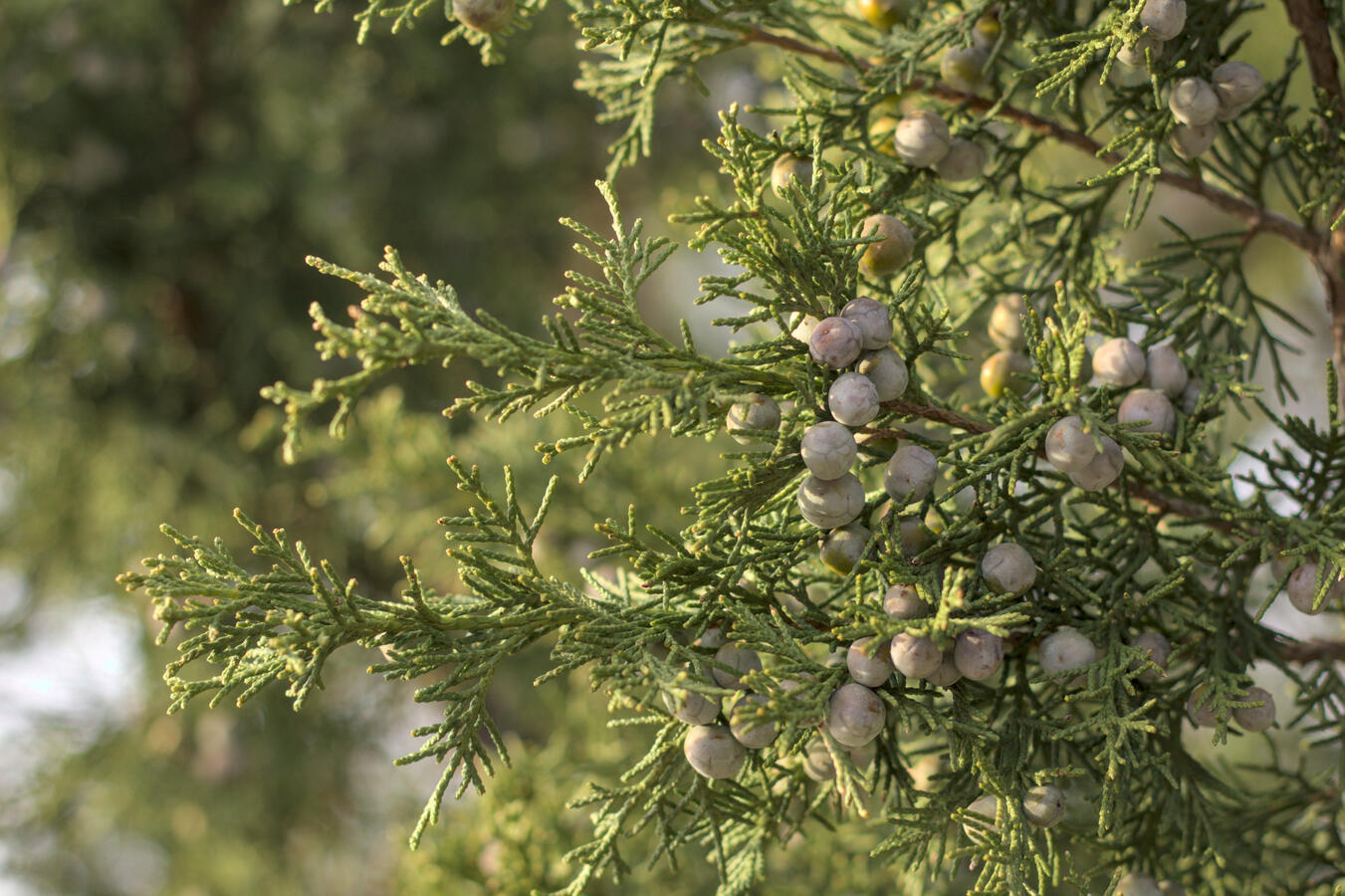 Juniperus tree holding onto its chilled berries.