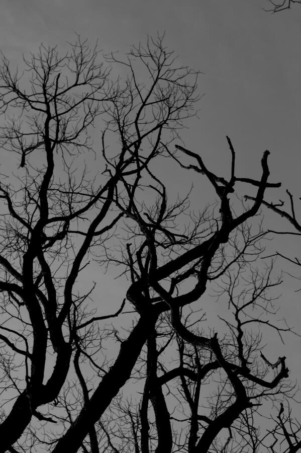 Plants crawl up other plants just to reach the sunlight, nature is alive, but seeing it move in a rapid pace onscreen makes it… makes me realize just how much of it is alive.