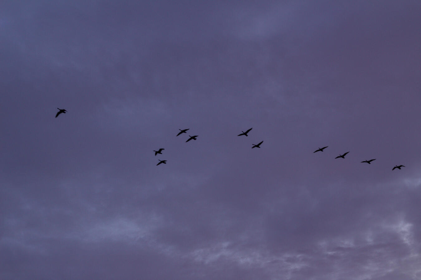 Witnessing what the birds are doing when the sunrises on this specific saturday