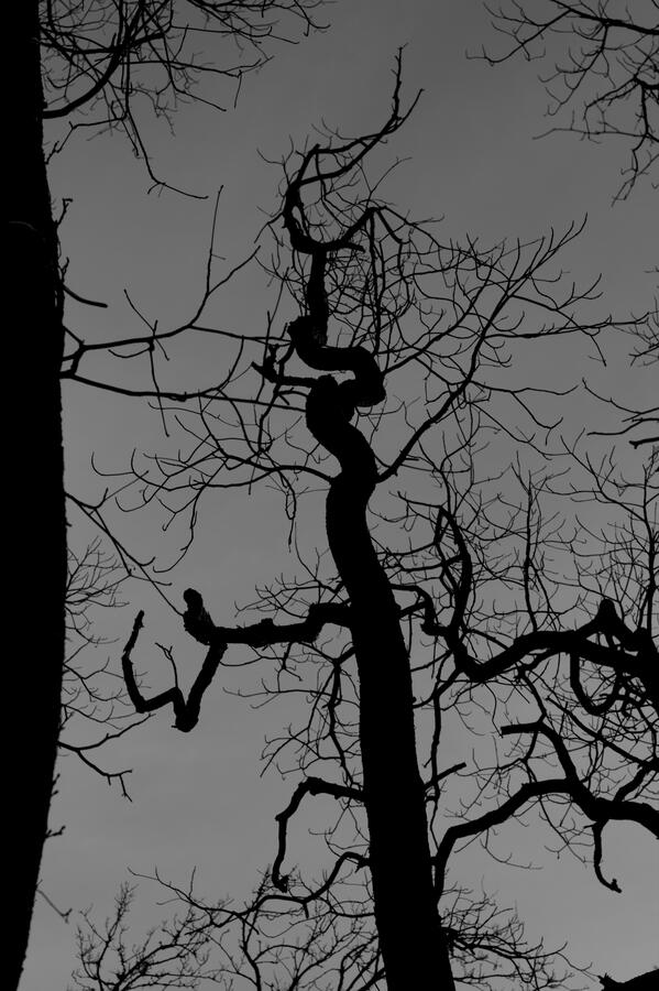 Plants crawl up other plants just to reach the sunlight, nature is alive, but seeing it move in a rapid pace onscreen makes it… makes me realize just how much of it is alive.