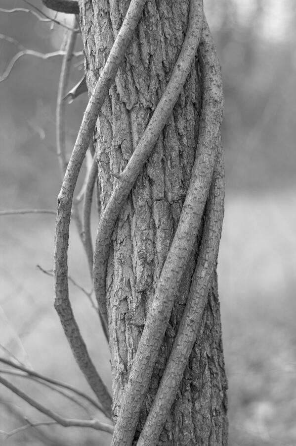 Juniperus tree holding onto its chilled berries.