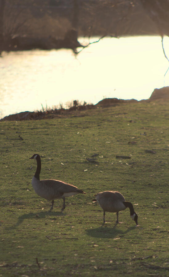 Shiny days for ye geese!