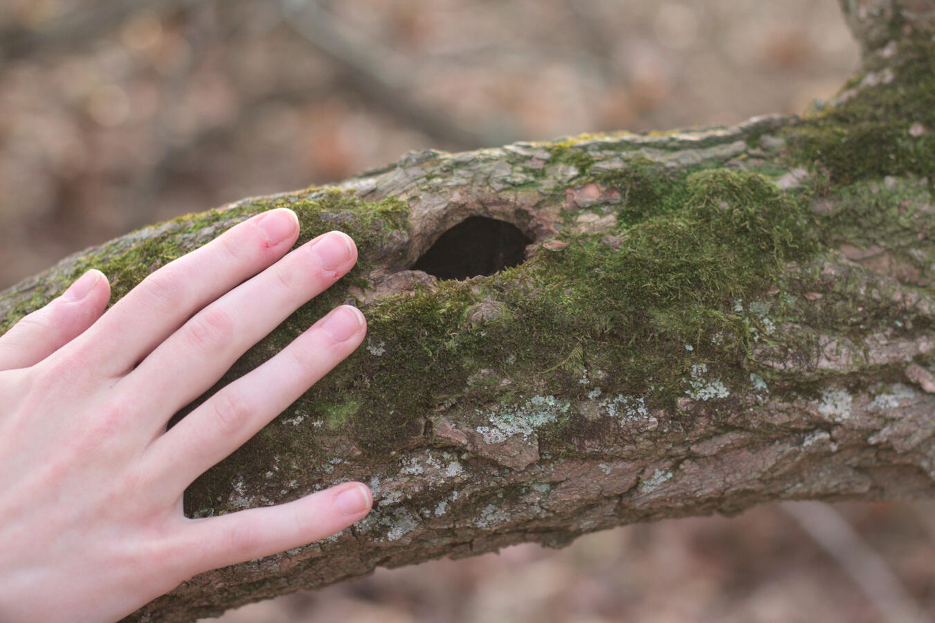 With my imagination I have a little fun and see my partner petting the tree like a horse, look at its beautiful black eye. No light reflects off of its pupils… hmm it seems its eye is a crevice, ah, that will do it.