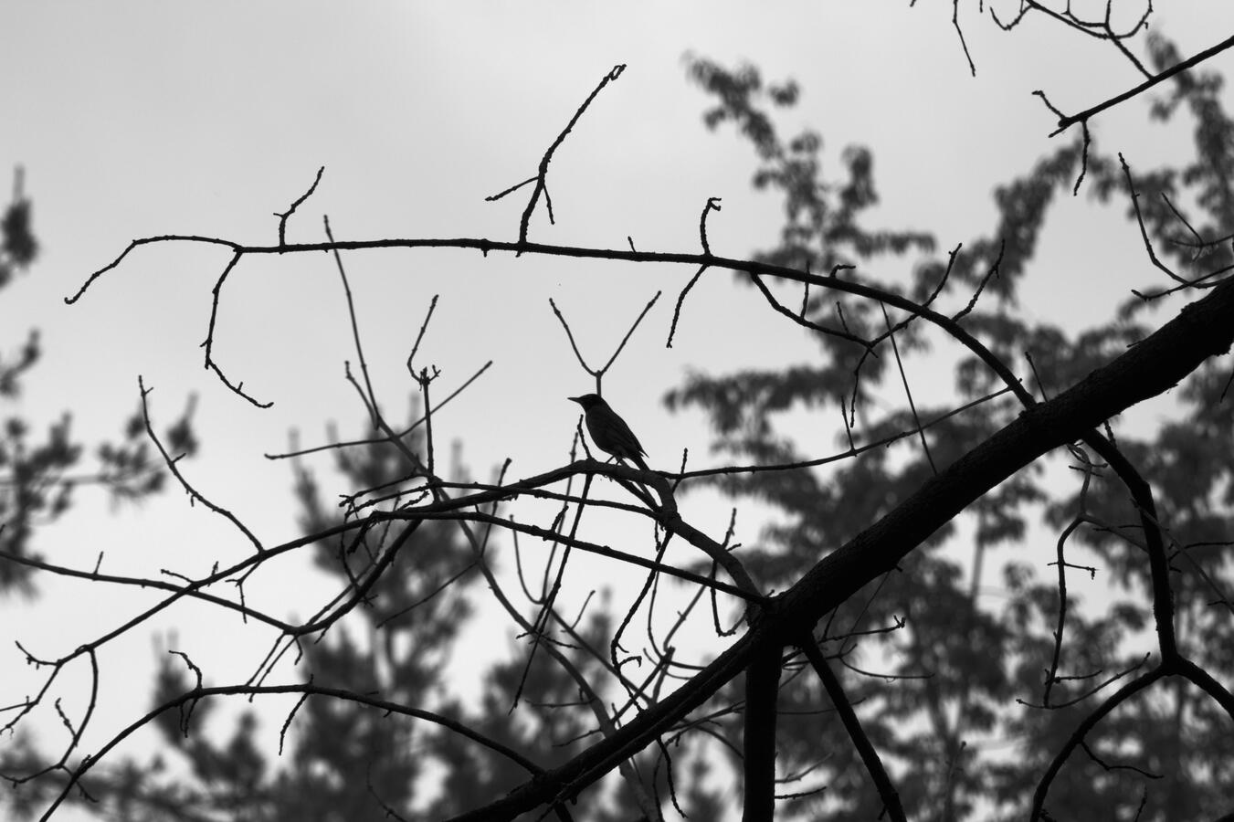 Taken on a walk through Northwest Annex Park. Used in one of my Zines. The bird hidden within the branches created a neat visual in my head, and I wanted to contrast it even further by making it monochrome. I am very satisfied with how it came out :)