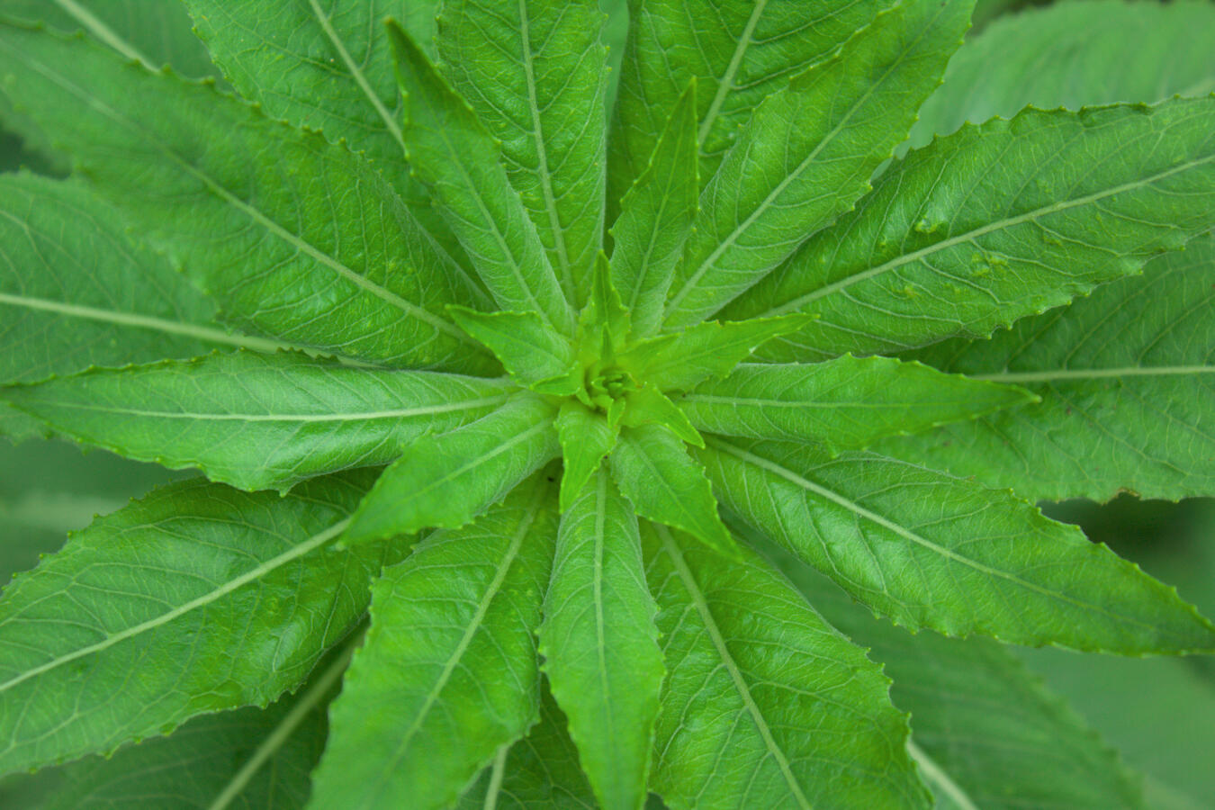 Taken on a walk through Northwest Annex Park. Used in one of my Zines. I enjoy the symmetrical patterns that naturally come from the life of plants.