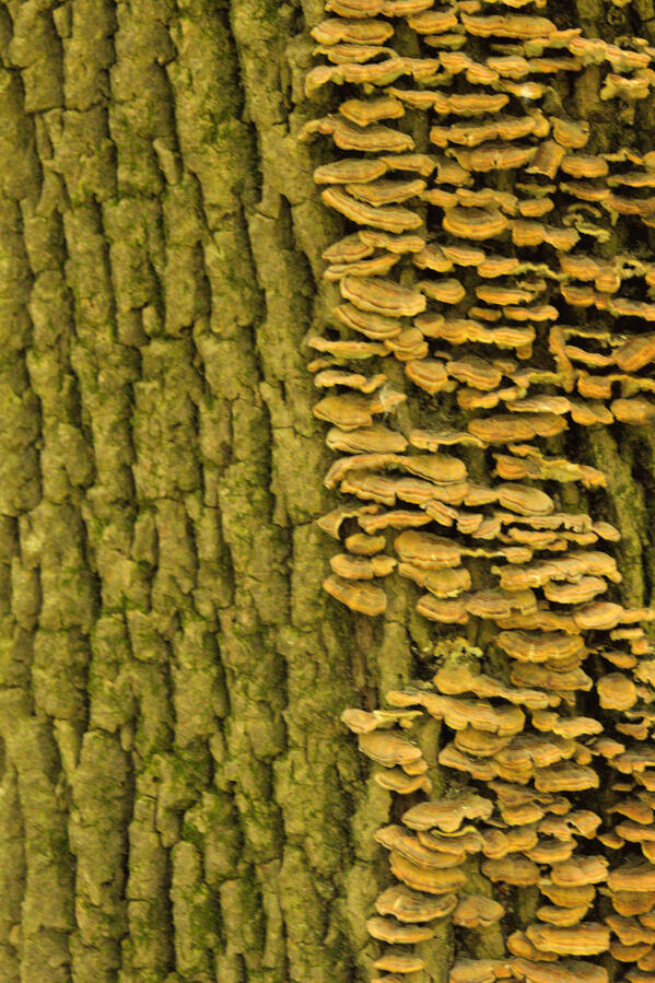 Taken on a walk through Northwest Annex Park. Used in one of my Zines. There are so many different patterns in nature to notice, it's fascinating. Why did the mushrooms stop at that exact line? I'll look it up after I type this.