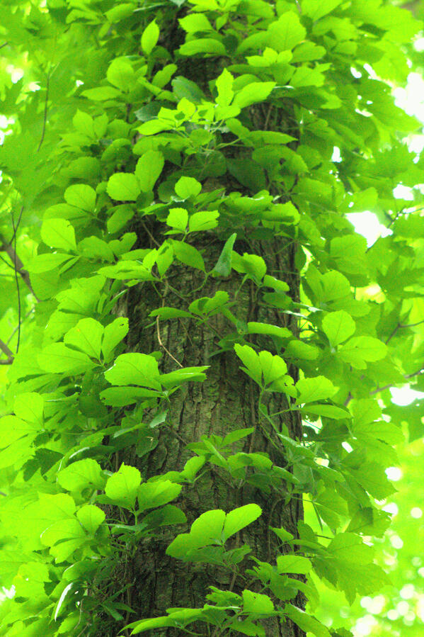 Taken on a walk through Northwest Annex Park. Used in one of my Zines. This tree is covered in rings of leaves, once again I am fascinated by all the different ways things grow.