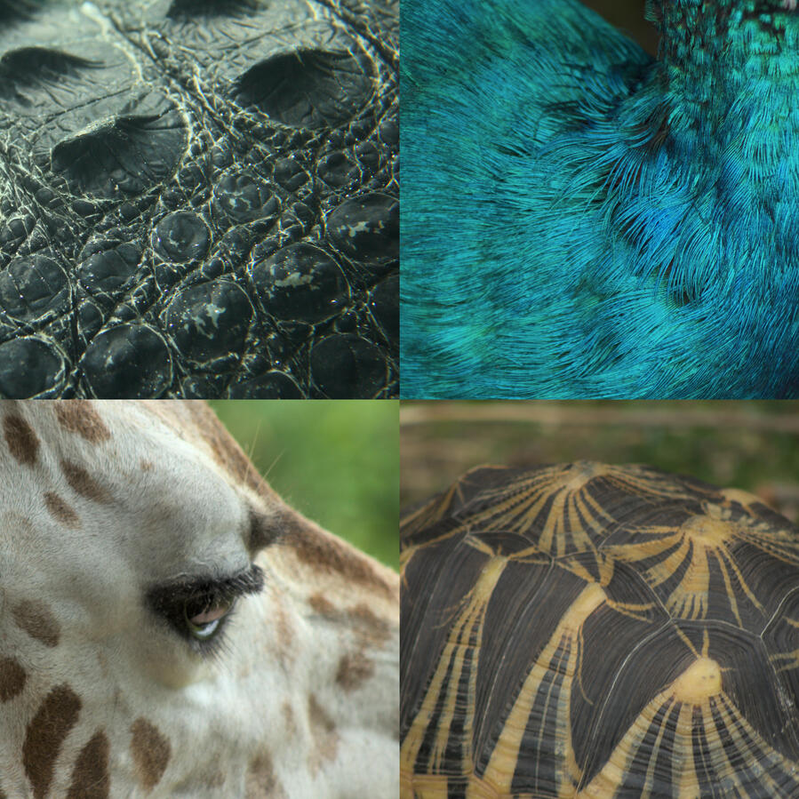 Further interest in patterns of nature. Along with appreciation of the beautiful animals that they appear on. I wrote a photo commentary relating to this :)