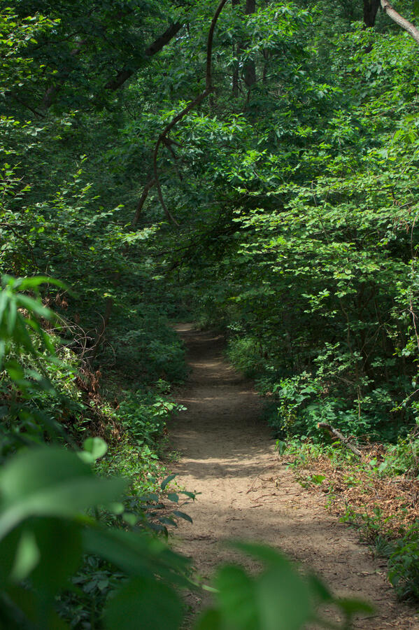 Indiana Dunes National Park visit - The entrance to trail 4 towards Mt. Tom