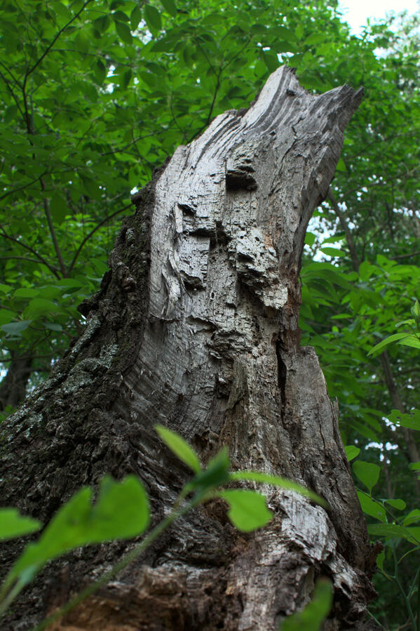 Indiana Dunes National Park visit - Tree that looked like a horse rearing, my partner saw a wolf howling, thus I name this tree "Wolf-Horse"