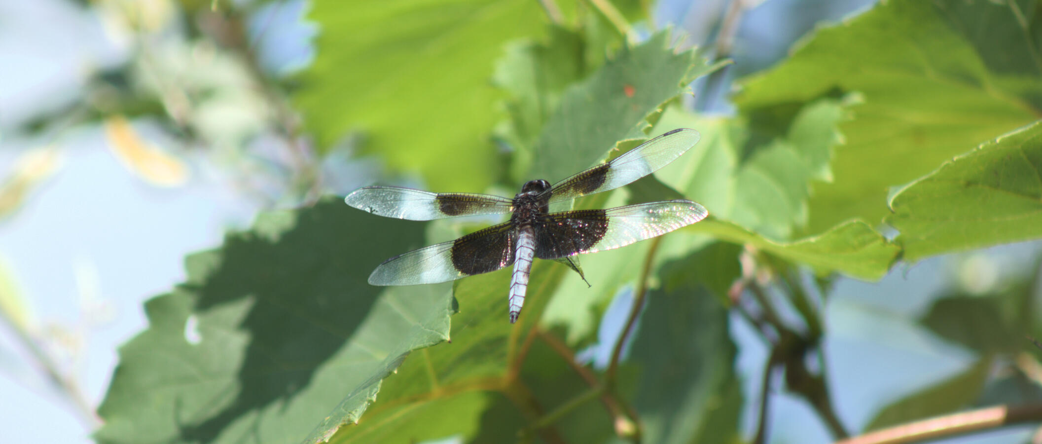 Got this lil one while on a kayak with my partner. I used a wider crop so the frame could have its wings spread as well.