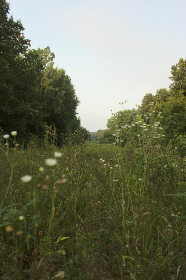 I had a very relaxing and wonderful time walking through a trail into Bonneyville park. My mind was very clear along with wonder filling my smile with every step.